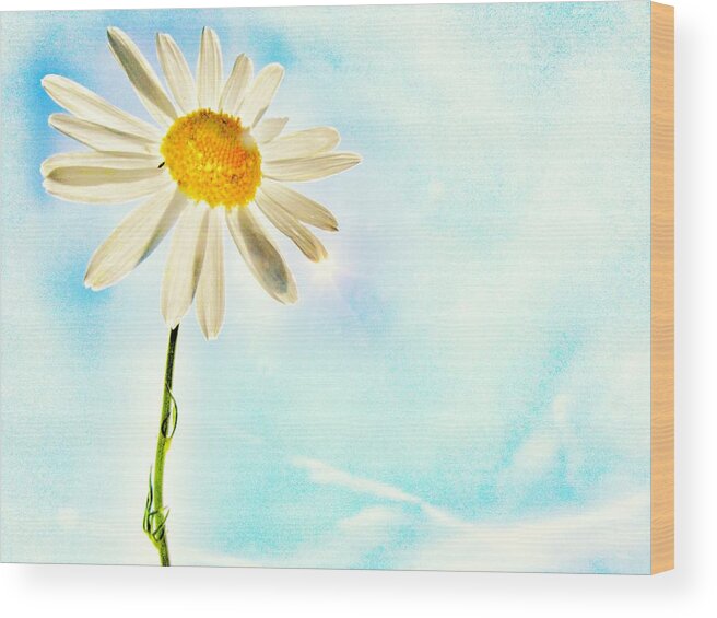 Daisy Wood Print featuring the photograph Sunshine by Marianna Mills
