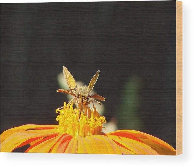 Nature Wood Print featuring the photograph Sweet Nectar by Dark Whimsy