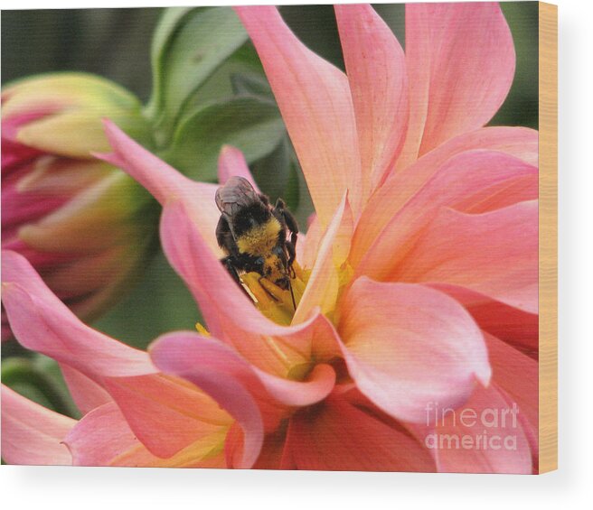 Flower Wood Print featuring the photograph Sweet Nectar by Rory Siegel