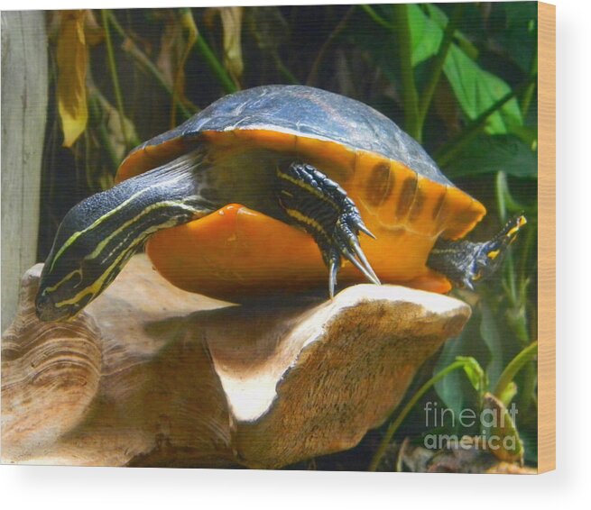 Turtle Wood Print featuring the photograph Swimming Turtle by Cat Rondeau
