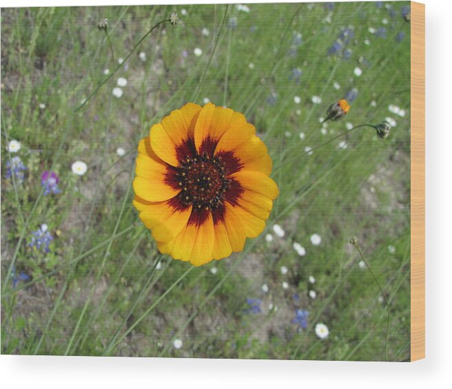 Landscape Wood Print featuring the photograph Texas Wildflower by Sandra Vasko