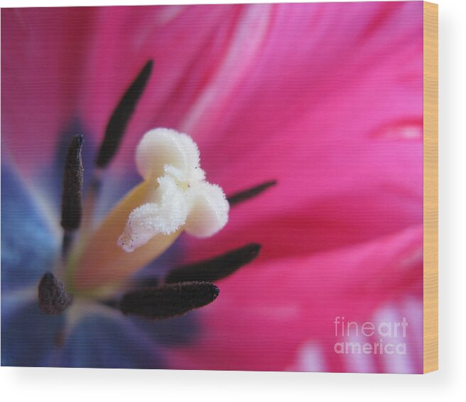 Flower Wood Print featuring the photograph The Beauty From Inside by Ausra Huntington nee Paulauskaite