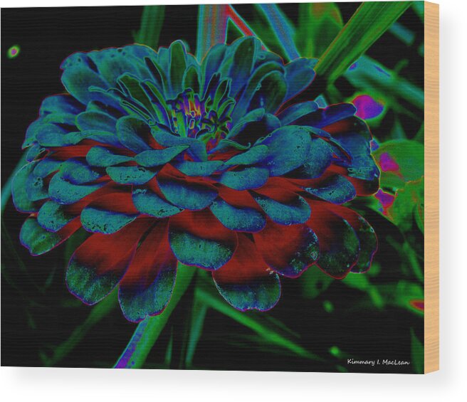 Botanical Wood Print featuring the photograph The Colors of a Zinnia by Kimmary MacLean