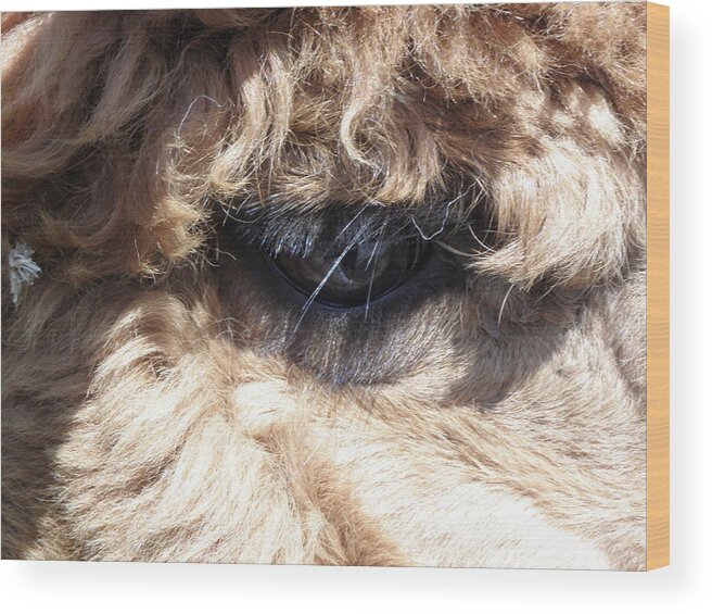 Alpaca Wood Print featuring the photograph The Eye of an Alpaca by Kim Galluzzo