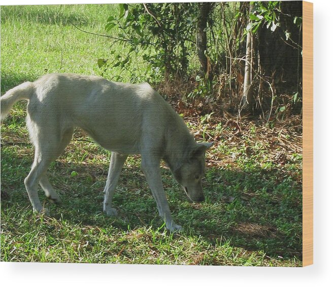 Wolf Wood Print featuring the photograph The Tracker by Maria Urso