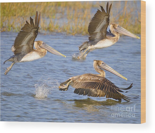 Pelicans Wood Print featuring the photograph Three Pelicans Taking Off by TJ Baccari