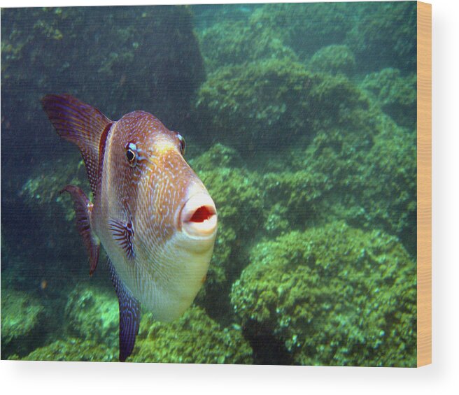 Cala Santa Galdana Wood Print featuring the photograph Triggerfish  by Rod Johnson