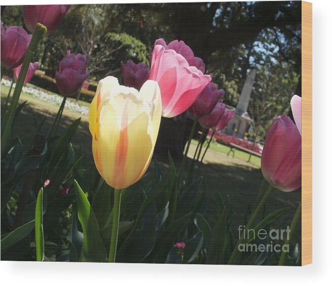 Tulips Wood Print featuring the photograph Tulips 2 by Therese Alcorn