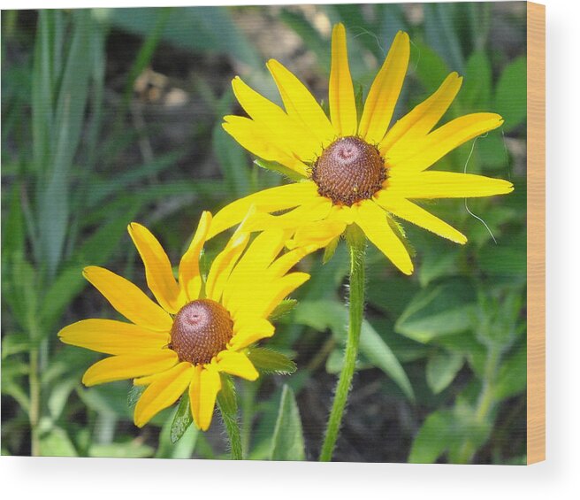 Nature Wood Print featuring the photograph Two Susans by Peggy King