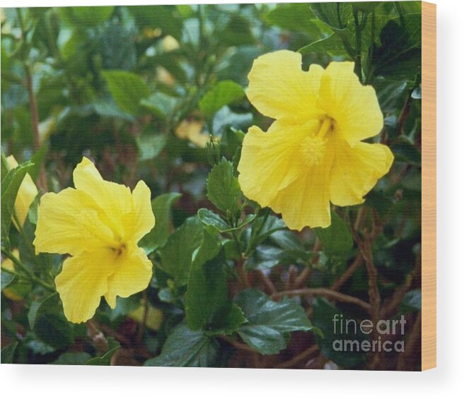 Yellow Flowers Wood Print featuring the photograph Two Yellow Stars 001 by Kip Vidrine