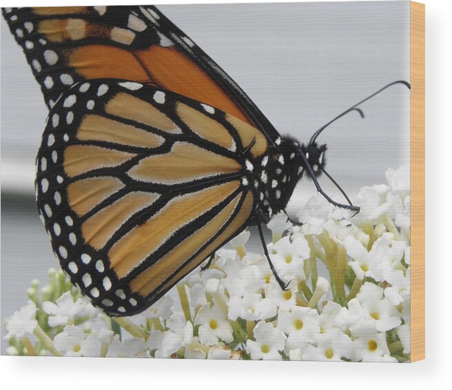 Monarch Wood Print featuring the photograph Up Close And Personal by Kim Galluzzo Wozniak
