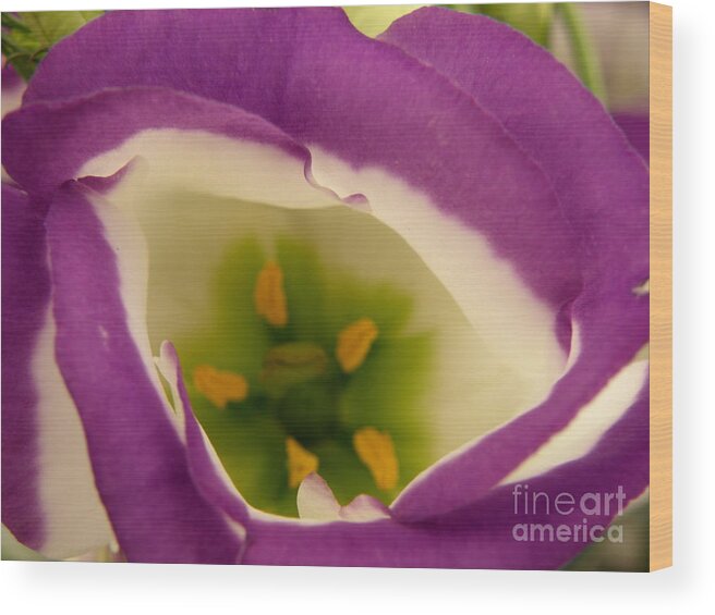 Flowers Wood Print featuring the photograph Vibrant by Lainie Wrightson
