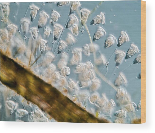 Vorticella Sp Wood Print featuring the photograph Vorticella Protozoa, Light Micrograph by Gerd Guenther