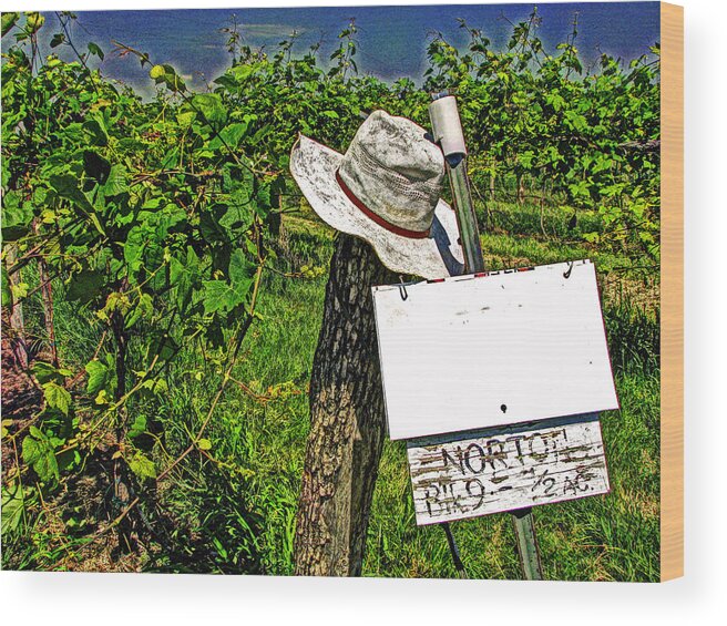 Vineyard Wood Print featuring the photograph Walt's Hat by William Fields
