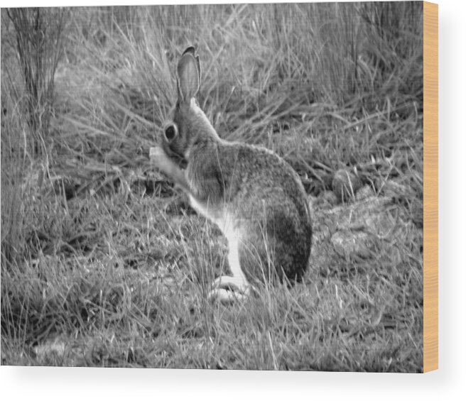 Bunny Wood Print featuring the photograph Wash Time by Kim Galluzzo