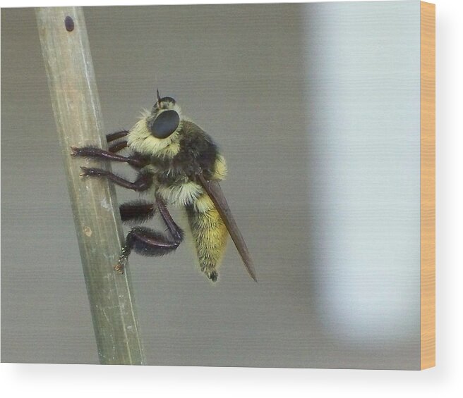 Insect Wood Print featuring the photograph What Big Eyes You Have by Judith B Adams