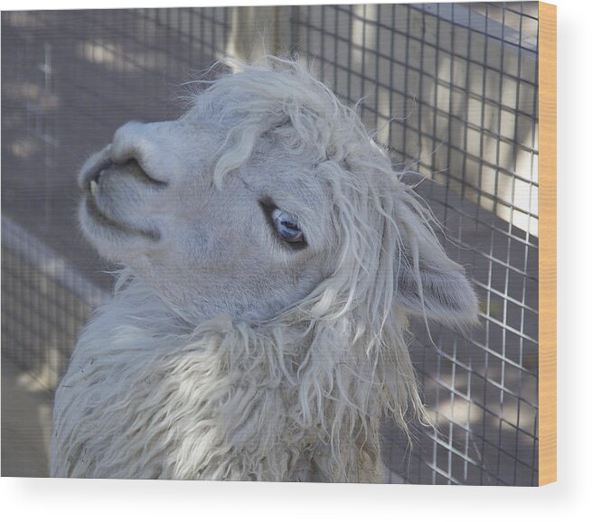 Animals Wood Print featuring the photograph White Llama by Portraits By NC