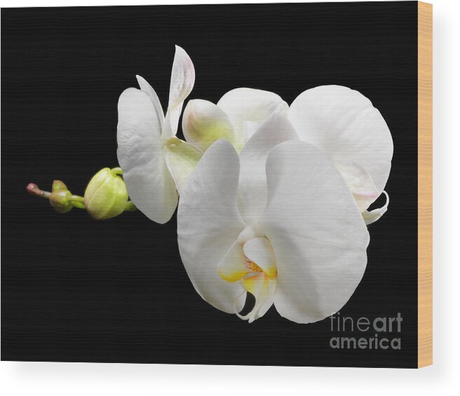 Flowers & Plants Wood Print featuring the photograph White Orchid on Black Background by Laurent Lucuix