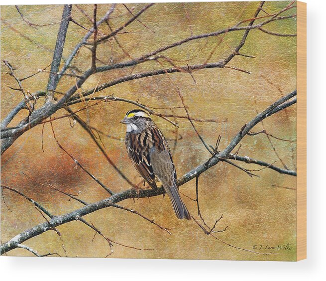 Wildlife Wood Print featuring the digital art White-Throated Sparrow Tweeting by J Larry Walker