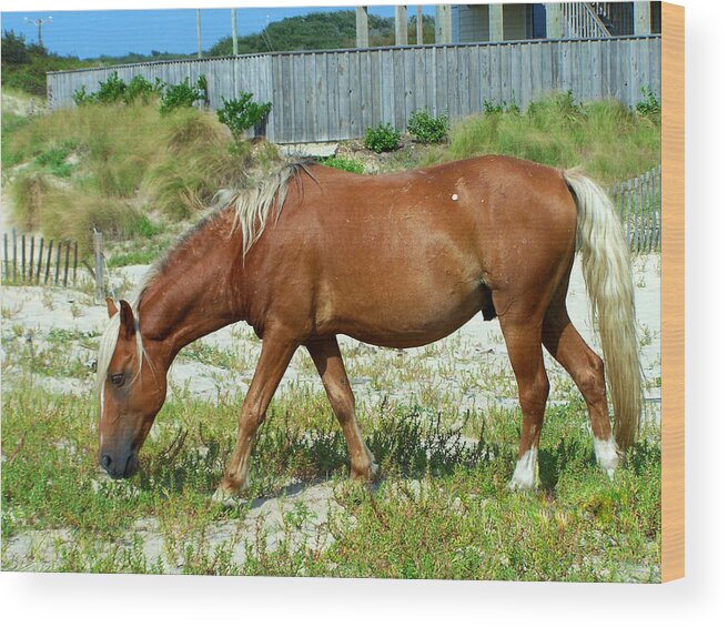 Wild Spanish Mustang Wood Print featuring the photograph Wild Blondie by Kim Galluzzo