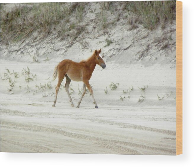 Foal Wood Print featuring the photograph Wild Spanish Mustang Foal of the Outer Banks of North Carolina by Kim Galluzzo Wozniak