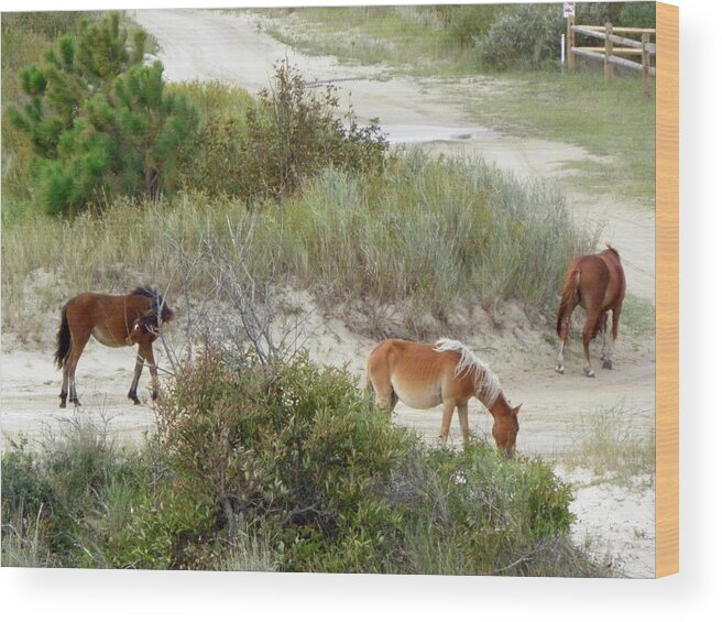 Wild Wood Print featuring the photograph Wild Spanish Mustangs of the Outer Banks of North Carolina by Kim Galluzzo Wozniak