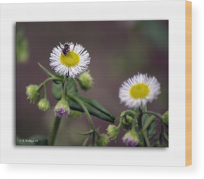 2d Wood Print featuring the photograph Wildflower Insect by Brian Wallace