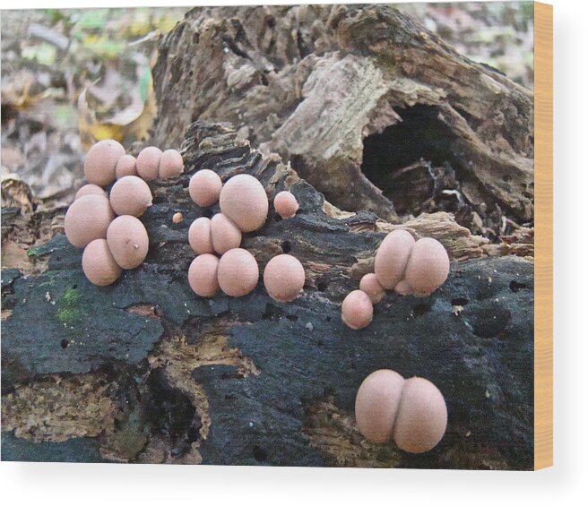 Mold Wood Print featuring the photograph Wolf's Milk Slime Mold - Lycogala epidendrum by Carol Senske