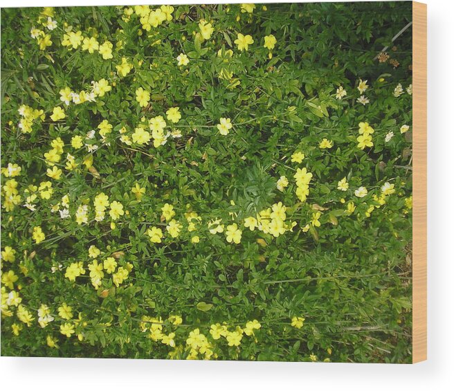 Flowers Yellow Wood Print featuring the photograph Yellow Flowers by Jayne Kerr 
