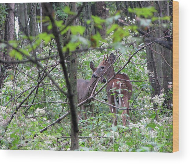 Wildlife Wood Print featuring the photograph Young Deer In Flossmoor Forest by Cedric Hampton