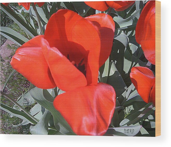 Red Wood Print featuring the photograph Yummy Red Tulip by Barbara Plattenburg