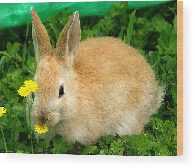 Rabbit Wood Print featuring the photograph Yellow smell by Arik Baltinester