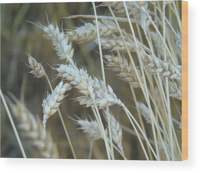 Wheat Wood Print featuring the photograph Abstract photography #1 by Yohana Negusse