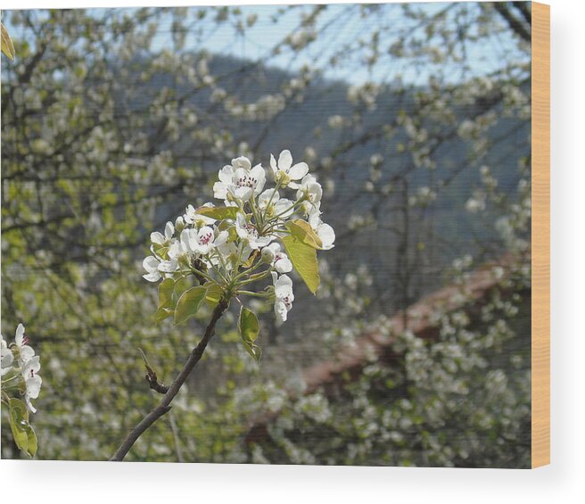 Flowers Wood Print featuring the photograph Abstract #1 by Yohana Negusse