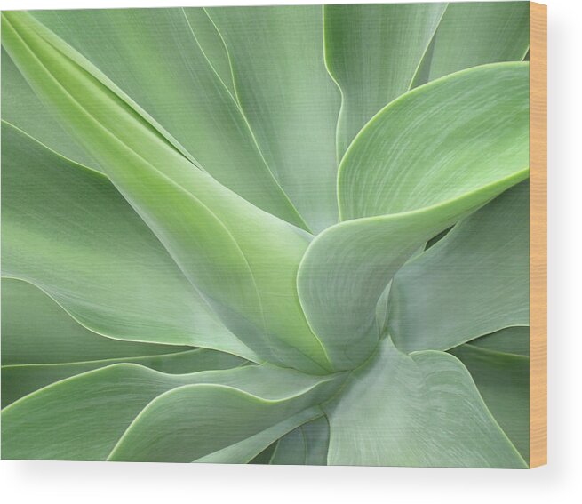 Agave Wood Print featuring the photograph Agave Attenuata Abstract by Bel Menpes