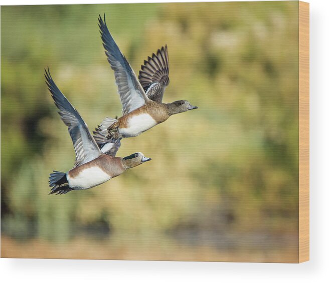 Duck Wood Print featuring the photograph American Widgeon #3 by Tam Ryan