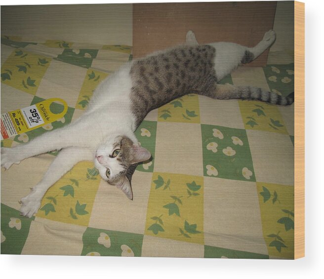 Relaxed Cat Wood Print featuring the photograph Ammani the cat #1 by Asha Sudhaker Shenoy