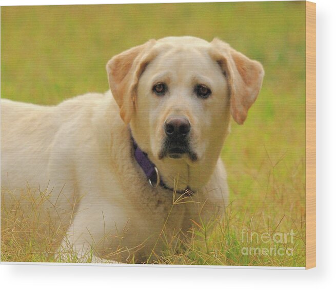 Labrador Retriever Wood Print featuring the photograph Apollo #1 by Marc Bittan