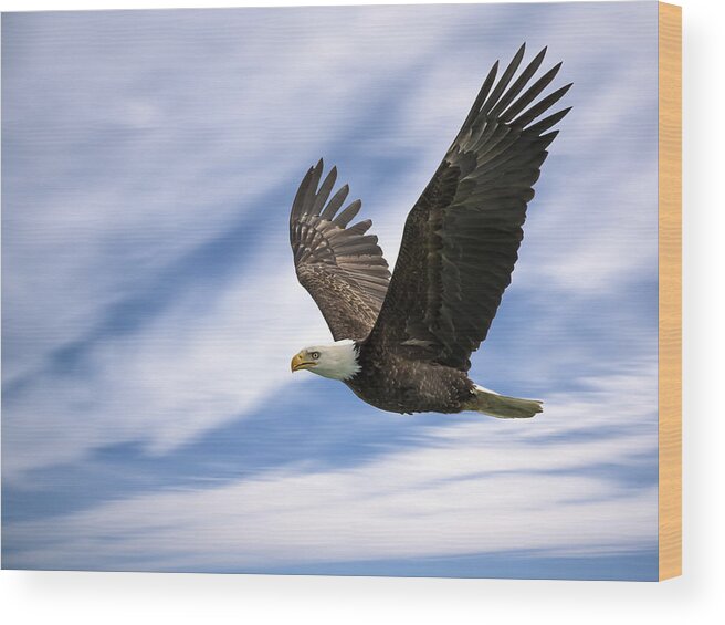 Wildlife Wood Print featuring the photograph Bald Eagle - 365-12 by Inge Riis McDonald