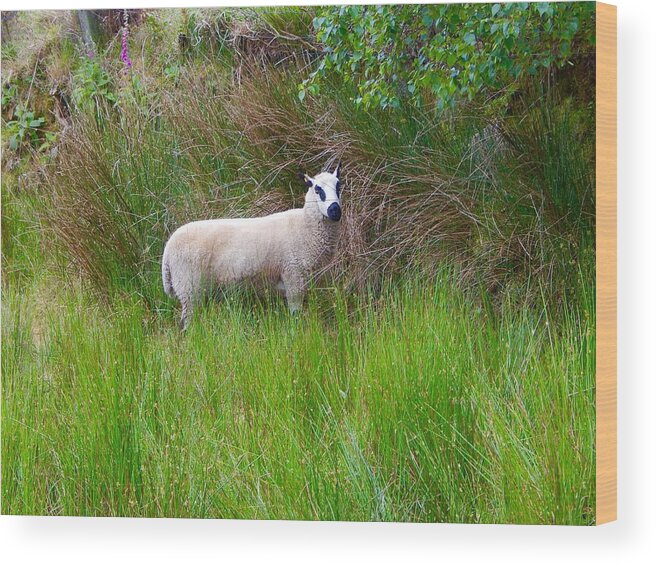 Black Eyed Sheep Wood Print featuring the photograph Black eyed sheep #2 by Sue Morris