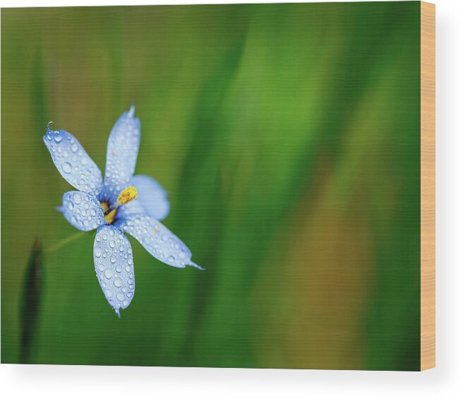 Flower Wood Print featuring the photograph Blue Eyed Grass Flower #1 by Brad Boland