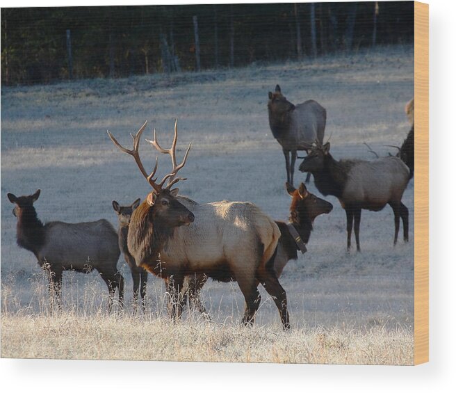 Bull Elk Wood Print featuring the photograph Bull Elk in Frost by Michael Dougherty