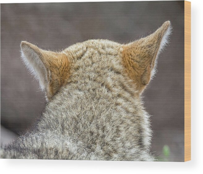 Coyote Wood Print featuring the photograph Coyote #1 by Tam Ryan