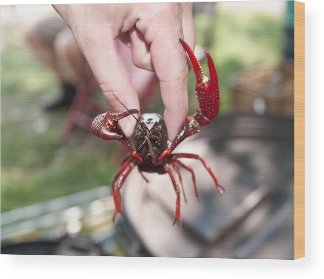 Crawfish Wood Print featuring the photograph Crawfish #1 by Jim DeLillo