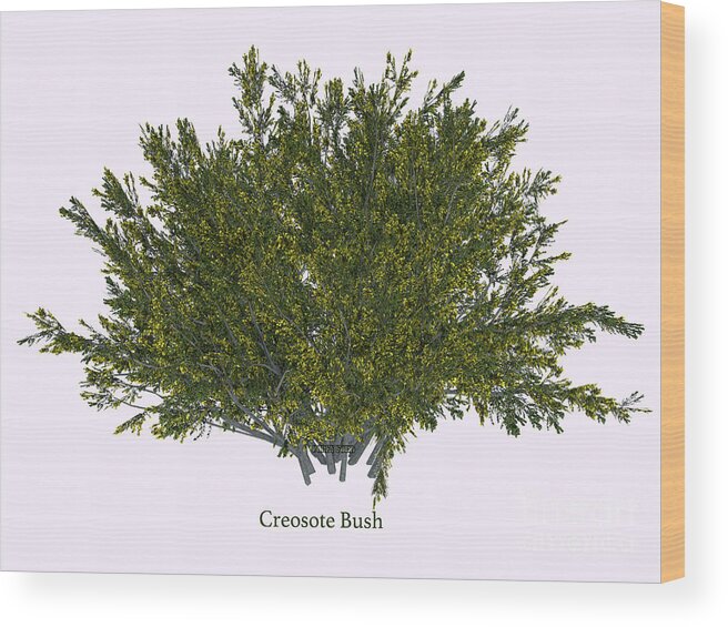 3d Illustration Wood Print featuring the digital art Creosote Bush #2 by Corey Ford