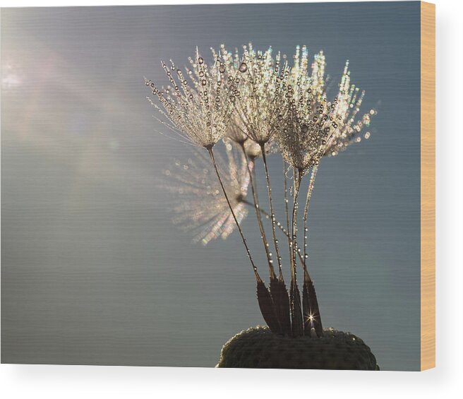 Dandelion Wood Print featuring the photograph Dandelion Plumes #1 by Brad Boland
