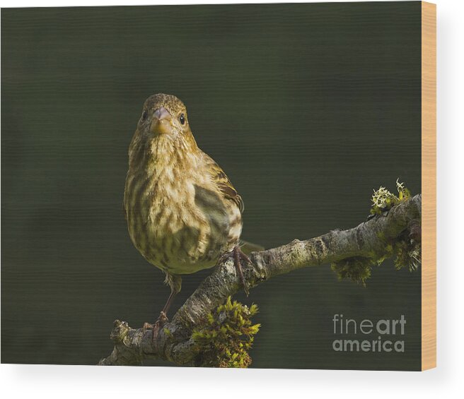 Bird Wood Print featuring the photograph Female House Finch #2 by Inge Riis McDonald