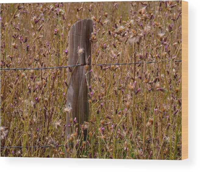 Fence Wood Print featuring the photograph Fenced In #1 by Derek Dean