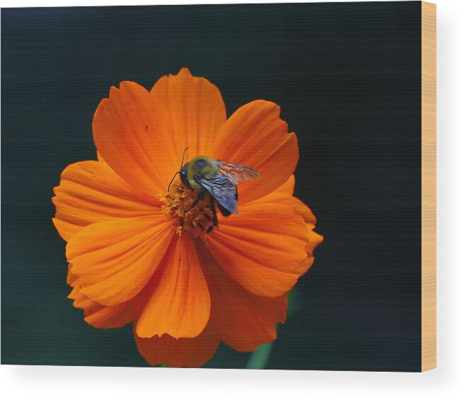 Orange Wildflower Wood Print featuring the photograph Garden Art by Rosanne Licciardi