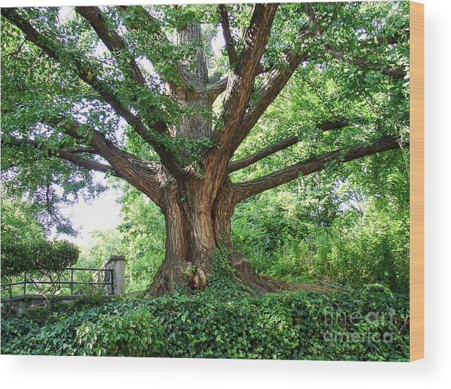 Ginkgo Wood Print featuring the photograph Inwood Ginkgo #1 by Cole Thompson